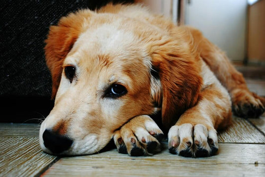 Modi per pulire le zampe del cane