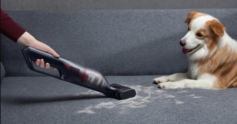 Come eliminare l’odore di cane dal tappeto: 8 consigli e metodi efficaci